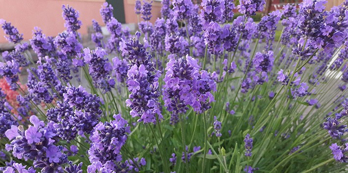 Lavanda alfazema flor para que serve quais os beneficios